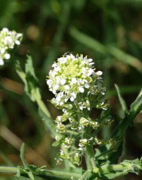 Fotografia 6 da espécie Lepidium heterophyllum no Jardim Botânico UTAD