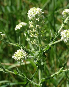 Fotografia 7 da espécie Lepidium heterophyllum no Jardim Botânico UTAD