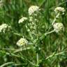 Fotografia 7 da espécie Lepidium heterophyllum do Jardim Botânico UTAD