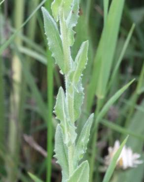 Fotografia 8 da espécie Lepidium heterophyllum no Jardim Botânico UTAD