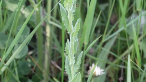 Fotografia da espécie Lepidium heterophyllum