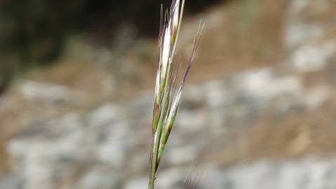 Fotografia da espécie Helictotrichon marginatum