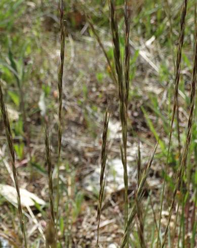 Fotografia de capa Helictotrichon marginatum - do Jardim Botânico