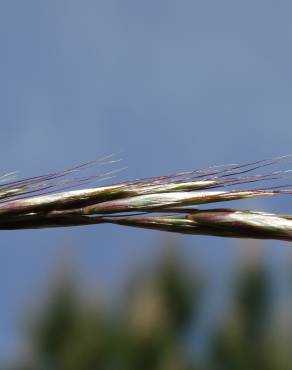 Fotografia 5 da espécie Helictotrichon marginatum no Jardim Botânico UTAD