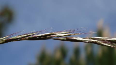 Fotografia da espécie Helictotrichon marginatum