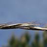 Fotografia 5 da espécie Helictotrichon marginatum do Jardim Botânico UTAD