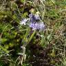 Fotografia 4 da espécie Scilla verna subesp. ramburei do Jardim Botânico UTAD