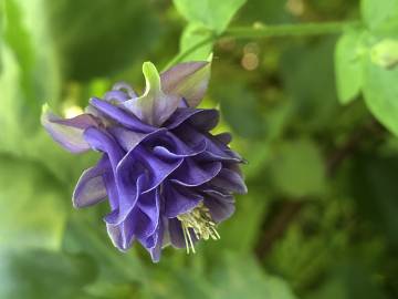 Fotografia da espécie Aquilegia vulgaris subesp. vulgaris