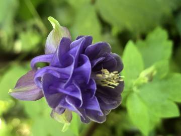 Fotografia da espécie Aquilegia vulgaris subesp. vulgaris