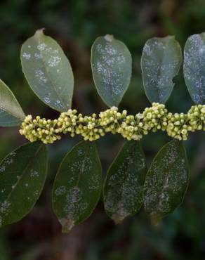 Fotografia 1 da espécie Casearia sylvestris no Jardim Botânico UTAD