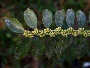 Fotografia da espécie Casearia sylvestris