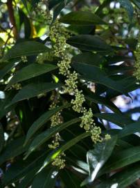 Fotografia da espécie Casearia sylvestris