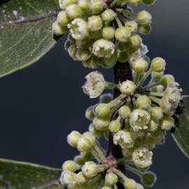 Fotografia da espécie Casearia sylvestris