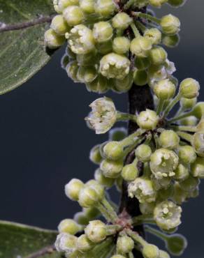 Fotografia 5 da espécie Casearia sylvestris no Jardim Botânico UTAD