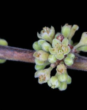 Fotografia 6 da espécie Casearia sylvestris no Jardim Botânico UTAD