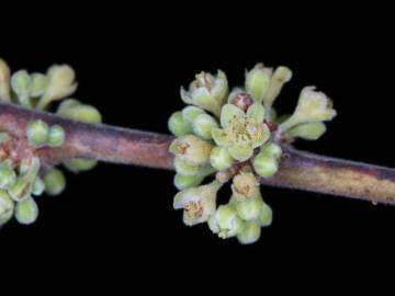 Fotografia da espécie Casearia sylvestris