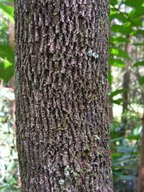 Fotografia da espécie Casearia sylvestris