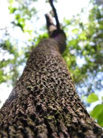 Fotografia da espécie Casearia sylvestris