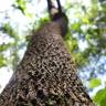 Fotografia 10 da espécie Casearia sylvestris do Jardim Botânico UTAD