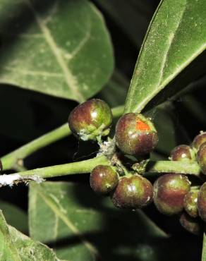 Fotografia 12 da espécie Casearia sylvestris no Jardim Botânico UTAD