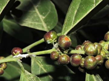 Fotografia da espécie Casearia sylvestris