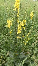 Fotografia da espécie Verbascum virgatum