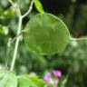 Fotografia 11 da espécie Lunaria annua subesp. annua do Jardim Botânico UTAD