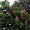 Fotografia 14 da espécie Aesculus x carnea do Jardim Botânico UTAD