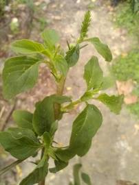 Fotografia da espécie Amaranthus blitum subesp. blitum