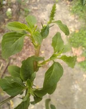 Fotografia 5 da espécie Amaranthus blitum subesp. blitum no Jardim Botânico UTAD