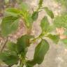 Fotografia 5 da espécie Amaranthus blitum subesp. blitum do Jardim Botânico UTAD