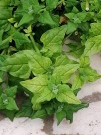 Fotografia da espécie Tetragonia tetragonoides