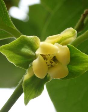 Fotografia 15 da espécie Diospyros kaki no Jardim Botânico UTAD