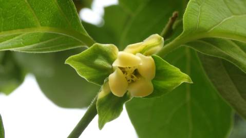 Fotografia da espécie Diospyros kaki