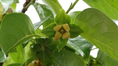 Fotografia da espécie Diospyros kaki