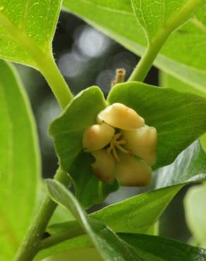 Fotografia 17 da espécie Diospyros kaki no Jardim Botânico UTAD