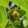 Fotografia 17 da espécie Diospyros kaki do Jardim Botânico UTAD