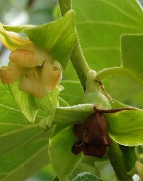 Fotografia 19 da espécie Diospyros kaki no Jardim Botânico UTAD