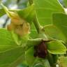 Fotografia 19 da espécie Diospyros kaki do Jardim Botânico UTAD