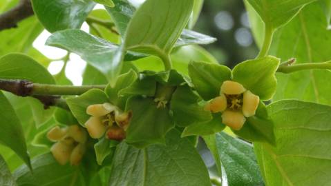 Fotografia da espécie Diospyros kaki