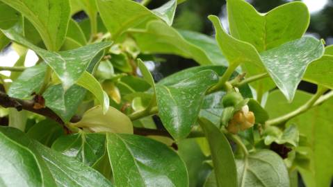 Fotografia da espécie Diospyros kaki