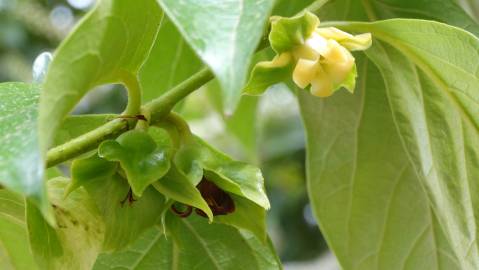 Fotografia da espécie Diospyros kaki