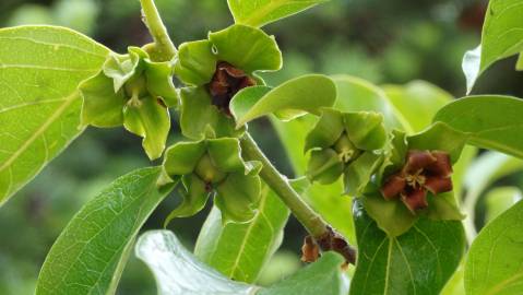 Fotografia da espécie Diospyros kaki