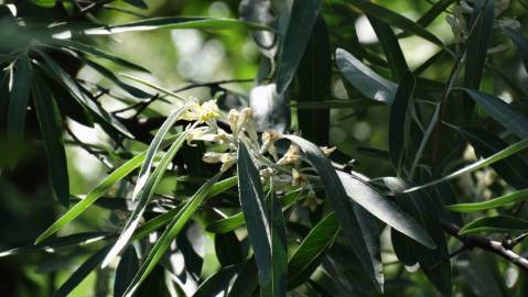 Fotografia da espécie Elaeagnus angustifolia