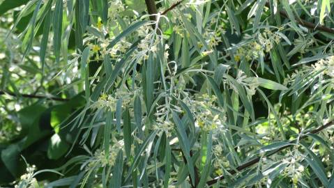 Fotografia da espécie Elaeagnus angustifolia