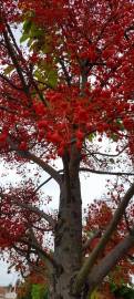 Fotografia da espécie Brachychiton acerifolius