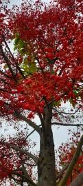 Fotografia da espécie Brachychiton acerifolius