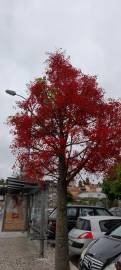 Fotografia da espécie Brachychiton acerifolius