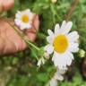 Fotografia 16 da espécie Leucanthemum vulgare do Jardim Botânico UTAD