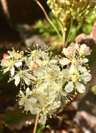 Fotografia da espécie Filipendula vulgaris